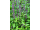 Arttec Bazalka exotická bio (Ocimum basilicum)