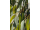 Arttec Eukalyptus guľatoplodý bio (Eucalyptus globulus), Eukalyptus guĺatoplodý