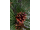 Arttec Borovica lesná bio (Pinus sylvestris), borovica lesná
