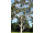 Arttec Citrónový eukalyptus - eukalyptus bio (Eucalyptus citriodora), Eukalyptus citrónový