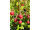 Arttec Červená myrta bio (Myrtus communis)