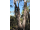 Arttec Eukalyptus - eukalyptus mätový (Eucalyptus Dives), eukalyptus mätovú