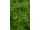 Arttec Geranium (Pelargonie) bio Egypt (Pelargonium graveolens)