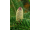 Arttec Jedľa balzamová (Abies balsamea), jedľa balzamová