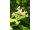 Arttec Gáfrovník lekársky - Bois de Ho (Cinnamomum camphora), Gáfrovník lekársky