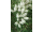 Arttec Kajeput střídavolistý bio (Melaleuca alternifolia), Tea-Tree - listový olej