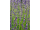Arttec Levanduľa Aspic (Lavandula latifolia)