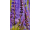 Arttec Levanduľa jemná AOP Haute-Provence bio (Lavandula angustifolia)