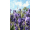 Arttec Levanduľa pravá (divoká) de Provence (Lavandula angustifolia)