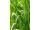 Arttec Palmarosa (Cymbopogon martinii), Palma ružová