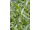 Arttec Palina dračia - estragón de Provence (Artemisia dracunculus), Palina Dračia
