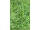 Arttec Palina dračia - estragón de Provence (Artemisia dracunculus), Palina Dračia