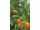 Arttec Petitgrain mandarine - pomarančovník horký (Citrus reticulata), Pomarančovník horúc