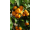 Arttec Pomarančovník sladký bio (Citrus sinensis), Pomarančovník sladký