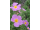 Arttec Skalná ruža - cist ladanový (Cistus ladaniferus), Skalná ruža