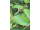 Arttec Škoricovník cejlónsky kôra bio (Cinnamomum verum), škoricovníka cejlónsky
