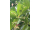 Arttec Škoricovník čínsky (Cinnamomum cassia), škoricovník čínsky