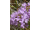 Arttec Tymian borneol (Thymus satureoides)