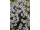 Arttec Tymian thujanol de Provence (Thymus thujanoliferum)