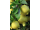Arttec Žltý citrón bio (Citrus limonum)