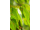 Arttec Citrónový eukalyptus - eukalyptus bio (Eucalyptus citriodora), Eukalyptus citrónový
