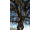 Arttec Gáfrovník lekársky - Bois de Ho (Cinnamomum camphora), Gáfrovník lekársky