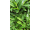 Arttec Kardamom obyčajný (Eletteria cardamomum), Kardamom obyčajný