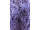 Arttec Lavandin super de Provence bio (Lavandula hybrida), Lavandula hybrida