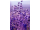 Arttec Lavandin super de Provence bio (Lavandula hybrida), Lavandula hybrida