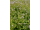 Arttec Majorán s mušľami (Origanum majorana), majorana s mušľami