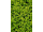 Arttec Majorán s mušľami (Origanum majorana), majorana s mušľami