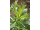 Arttec Mäta pieporná bio (Mentha piperita), mäta prieporná