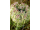 Arttec Mrkva (Daucus carota), Mrkva