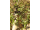 Arttec Myrha (Commiphora myrrha)
