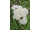 Arttec Rebríček obyčajný (Achiella millefolium), Myší chvostík